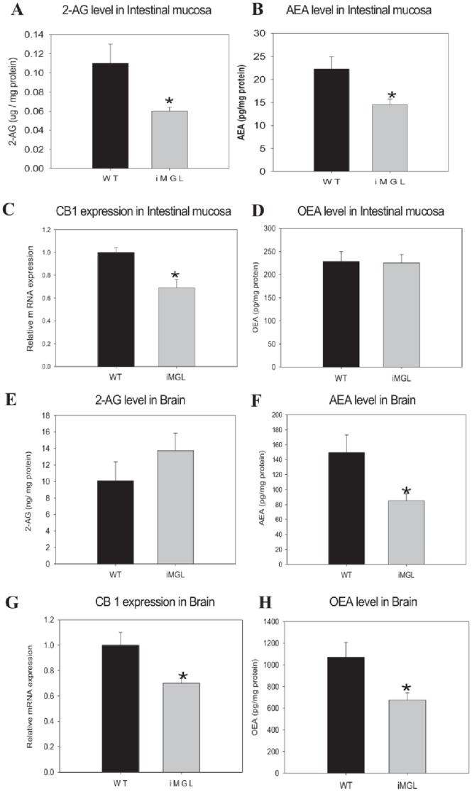 Endocannabinoid (EC) levels and CB1 expression in iMGL mice small intestine and brain.(A) 2-AG level in iMGL mice small intestine (n = 6 per group). (B) AEA level in iMGL mice small intestine (n = 6 per group). (C) CB1 mRNA expression in iMGL mice small intestine by QPCR analysis (n = 6 per group). Values are presented relative to the expression of the wild type littermates set to 1. (D) OEA levels in small intestinal mucosa (n = 8per group). (E) 2-AG level in iMGL mice brain (WT; n = 5, iMGL; n = 9). (F) AEA level in iMGL mice brain (WT; n = 5, iMGL; n = 9). (G) CB1 mRNA expression in iMGL mice brain by QPCR analysis (n = 6 per group). Values are presented relative to the expression of the wild type littermates set to 1. (H) OEA levels in brain (WT; n = 5, iMGL; n = 9). Data represent mean ± S.E. * p<0.05 versus wild type littermates.