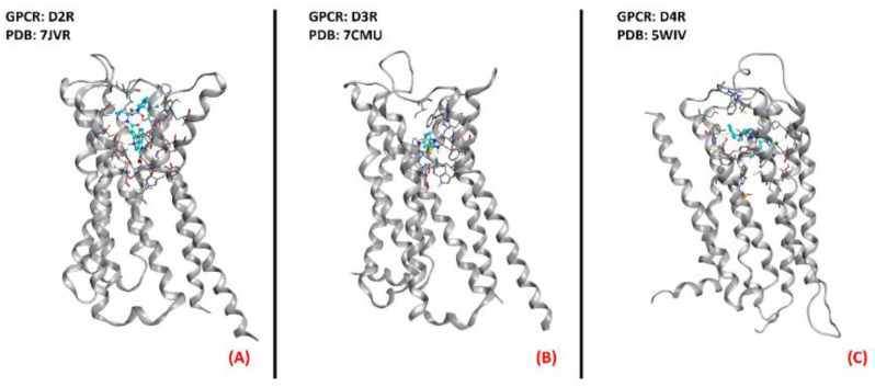 Representation of the three-dimensional structures of the dopamine receptors thatcould be considered for ALS treatment. (A) D2R (sourced the Protein Data Bank, PDB code: 7JVR [115], method: cryo-EM, resolution: 2.80 Å), (B) D3R (sourced from the Protein Data Bank, PDB code: 7CMU [116], method: cryo-EM, resolution: 3.00 Å), and (C) D4R (sourced from the Protein Data Bank, PDB code: 5WIV [117], method: X-ray diffraction, resolution: 2.14 Å). All of the images were created and rendered with MOE.