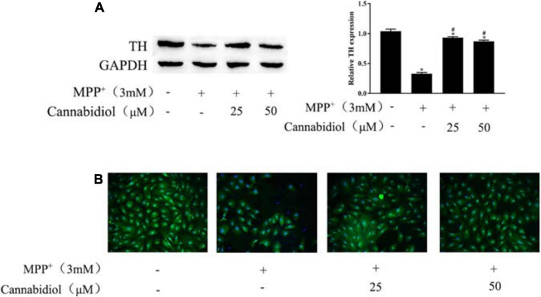Cannabidiol protected SH-SY5Y cells against MPP+-induced Loss of Tyrosine Hydroxylase (TH) expression. (A) The expression of TH in SH-SY5Y cells were measured by western blotting; (B) The expression of TH in SH-SY5Y cells were measured by Immunofluorescence staining (200×); *p < 0.05, compared with control group, #p < 0.05 compared with MPP+ alone.