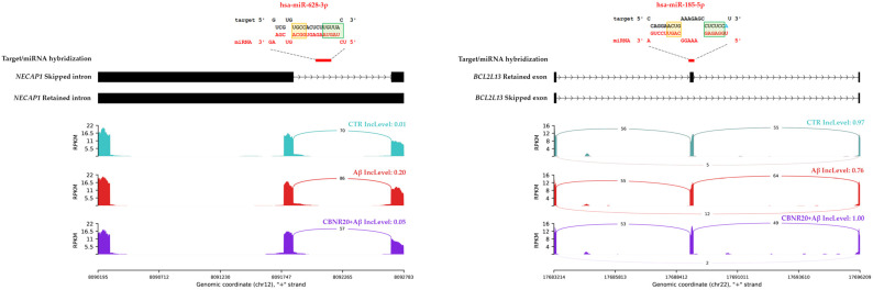 Sashimi plots illustrating two miRNA hybridizations on NECAP1 (left) and BCL2L13 (right) DASE regions. Both sashimi plots depict the read coverage for each sample and the corresponding PSI value. The DASE/miRNA alignment is illustrated accordingly, highlighting the seed (in green) and post-seed (in orange) regions. Adenine in the first position is colored in green (on the left).
