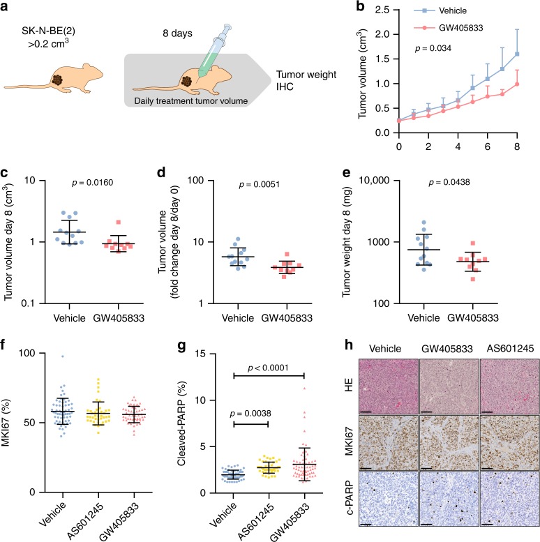 GW405833 reduces neuroblastoma growth in vivo.a Mice were engrafted with 15×106 SK-N-BE(2) cells s.c. and randomized to receive a daily i.p. injection of GW (45 mg/kg; n = 10) or vehicle (n = 12) for 8 days, starting at the appearance of palpable tumours of >0.2cm3. b GW405833 significantly impaired the growth of established human tumours (hierarchical linear model). c Point comparison of day 8 tumour volume. d Tumour volume increase from day 0 to day 8. e Post-mortem tumour weight after 8 days of treatment. f Cell proliferation marker MKI67, counted using ImmunoRatio plugin for ImageJ from 10 to 15 representative fields per specimen (DMSO, GW405833, n = 5; AS601245, n = 4). g Apoptosis marker cleaved PARP, counted in using ImmunoRatio plugin for ImageJ from 10 to 15 representative fields per specimen (DMSO, GW405833, n = 5; AS601245, n = 3). h Representative images of tumour histology (HE), MKI67 and c-PARP localization, bar = 100 μm. Statistics: b Mean, 95% confidence interval, p-value computed from a mixed effects model and corrected for multiple testing using bonferroni correction. c–g Mean, standard deviation, Student’s t-test.