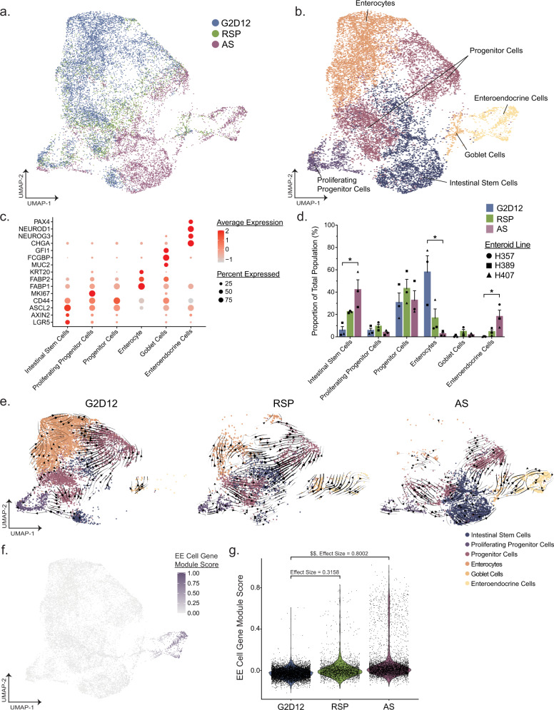 scRNA-seq profiling of enteroids cultured with rimonabant/SP600125 or AS1842856.a Uniform manifold approximation and projection (UMAP) visualization of 14,767 cells summarizing enteroid differentiation from all samples, color labeled by culture condition. b UMAP visualization from a, color labeled by broad annotated cell identity, following Louvain clustering. c Dot plot of the average scaled expression (measured by average Pearson residual) of canonical markers of various intestinal epithelial cell types, plotted against cluster identity. d Proportional abundance of epithelial cell subsets by enteroid culture protocol. Each culture condition consists of three different enteroid lines from distinct human donors, as denoted by data point shape. Bars show mean ± SEM; Kruskal-Wallis test with Dunn’s post-hoc analysis displayed. P values were adjusted using Bonferroni correction for multiple comparisons. *p = 0.0219 (Intestinal Stem Cells and Enteroendocrine Cells), 0.0338 (Enterocytes). e UMAP visualization of 14,767 cells divided by culture condition and colored by cell identity. Trajectory analysis of each protocol was calculated using scVelo and the vector field was overlaid on top of each UMAP. Arrows represent smoothed averages of the estimated cellular differentiation trajectory, with arrow thickness corresponding to the “speed” of differentiation. f UMAP visualization from a, with individual cells colored by their EE cell module score. Each score was scaled on a range from 0 to 1. g Violin plots of the module score described in f split across culture condition. The effect size between culture conditions was calculated as Cohen’s d; $$0.8 < d < 1.2. Source data are provided as a Source Data file.