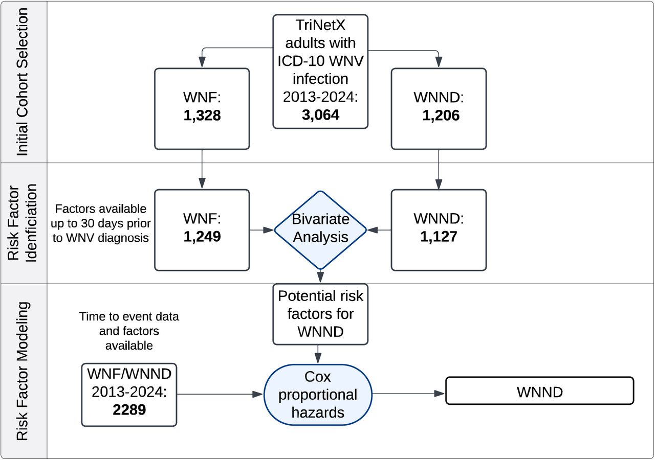 Cohort Selection and Analytic Framework: West Nile Neuroinvasive Disease (WNND)The flow diagram depicts the cohort selection and analysis process in TriNetX. The initial cohort included all patients with ICD-10 codes for WNV infection (with subgroups of WNF and WNND). Those patients with data available within a 30 day-period before or on the same day as WNV diagnosis were included in the bivariate analysis. Significant factors from the bivariate analysis and patients with time-to-event data available were then included in the multivariable Cox proportional hazards model with the outcome of WNND.