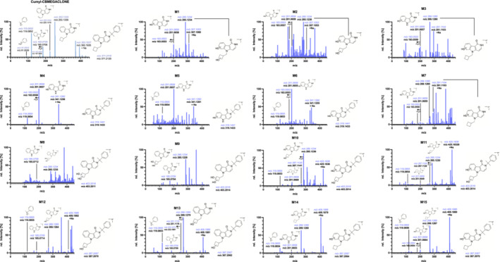 Liquid chromatography–quadrupole time‐of‐flight mass spectrometry spectra of Cumyl‐CBMEGACLONE (M00, taken from analysis of the reference standard) and of its urinary metabolites, as observed in authentic urine specimens (broadband collision‐induced dissociation data analysis, with background subtraction for minor metabolites). m/z is shown as theoretical, colored and in italic, and experimental, bolded in black, just below.