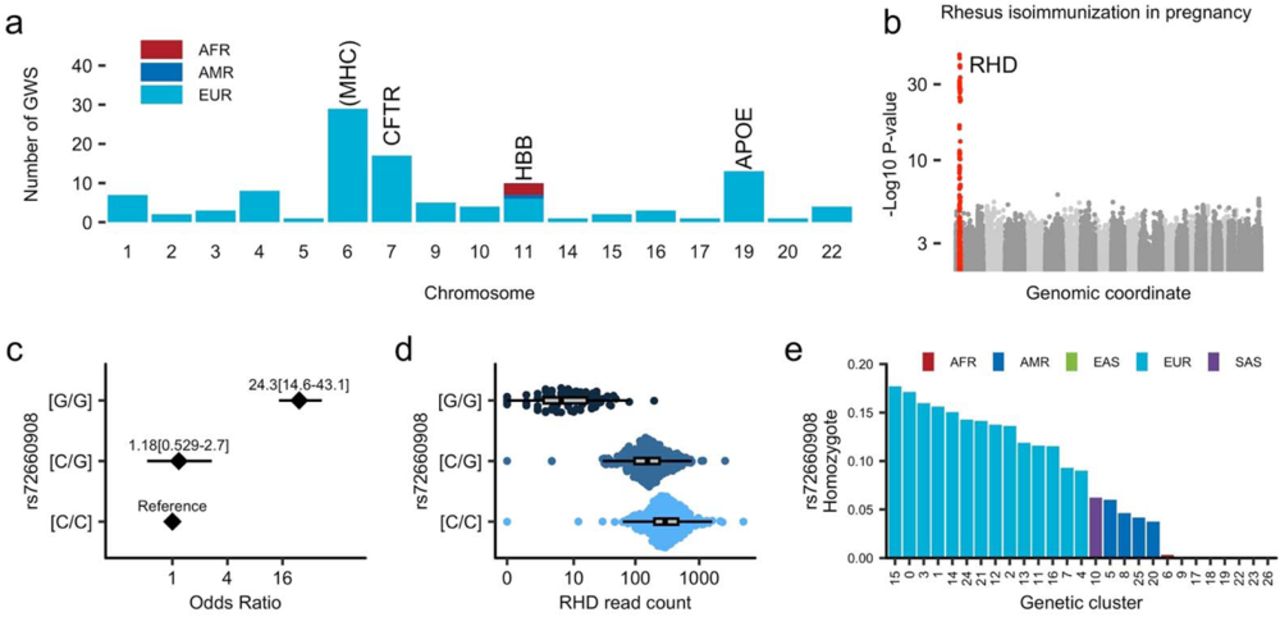Common variant association study in the MGBBa, Number of associations in the common variant phenome-wide association analysis in MGBB. We conducted associations between common genetic variants (Minor allele counts ≥ 40) and 1,461 PheCodes (Case counts ≥ 60), categorized by continental ancestries (AFR, n = 2,846; AMR, n = 3,756; EUR, n = 44,163). The columns represent the number of significant associations (P < 1.6 × 10-11) on each chromosome. The color indicates the ancestry in which the association was observed. We annotated chromosomes with more than 10 associations, indicating the representative locus in the chromosome. b, Manhattan plot of GWAS for Rhesus isoimmunization during pregnancy in women (n = 23,959). The horizontal axis displays the genomic coordinates from chromosome 1 to chromosome X. The vertical axis represents the strength of association in negative log10 P-value. The significantly associated variants in the RHD locus is highlighted. c, Odds ratio for Rhesus isoimmunization during pregnancy by rs72660908 genotypes. The dots and error bars represent the estimated odds ratios and 95% confidence intervals compared to the reference homozygotes ([C/C]). d, RHD read counts from Whole Blood RNA sequence data obtained from the GTEx dataset. The horizontal axis displays the number of reads aligned to the RHD gene, categorized by rs72660908 genotypes. e, Frequencies of rs72660908 homozygotes across genetic clusters in MGBB. The horizontal axis corresponds to the genetic ancestries in MGBB, while the vertical axis represents the ancestral frequency of rs72660908 homozygotes ([G/G]). The colors of the columns correspond to continental ancestries. MGBB, Mass General Brigham Biobank; ACMG, American College of Medical Genetics and Genomics; pLOF, predicted loss of function; AFR, African; AMR, Admixed-American; EAS, East Asian; EUR, European; SAS, South Asian; GWAS, Genome-Wide Association Study; GTEx, Genotype-Tissue Expression.