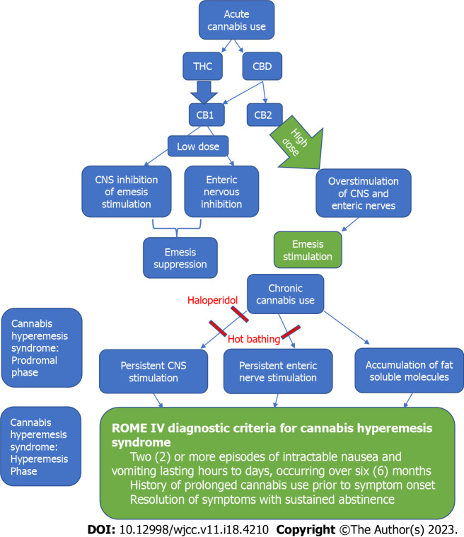 Pathway of cannabis hyperemesis syndrome. CNS: Central nervous system; THC: Tetrahydrocannabinol; CBD: Cannabidiol; CB1: Cannabinoid receptor type 1; CB2: Cannabinoid receptor type 2.