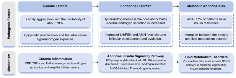 The pathogenic mechanism of multi factor synergy in PCOS. This schematic diagram shows the pathogenic factors and the molecular mechanisms of PCOS.