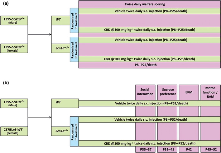 Schematic showing the timeline of the drug administration and behavioural tests. (a) Timeline of drug administration and welfare scoring in Study I. The wild‐type (WT) and Scn1a −/− mice were injected (s.c.) twice daily with either vehicle or CBD (100 mg·kg−1) from post‐natal day 8 (P8) to P25/death. Twice daily welfare scoring was conducted in all the groups throughout the experimental period. (b) Timeline of drug administration and co‐morbidity tests in Study II. The Scn1a −/− mice were injected (s.c.) twice daily with either vehicle or CBD (100 mg·kg−1) from P8 to P52/death. A WT vehicle‐treated control group was also taken. Social interaction (P35–P37), sucrose preference (P39–P41), elevated plus maze (EPM; P42) and motor function and radial arm maze (RAM; P45–P52) tests were conducted in all the groups