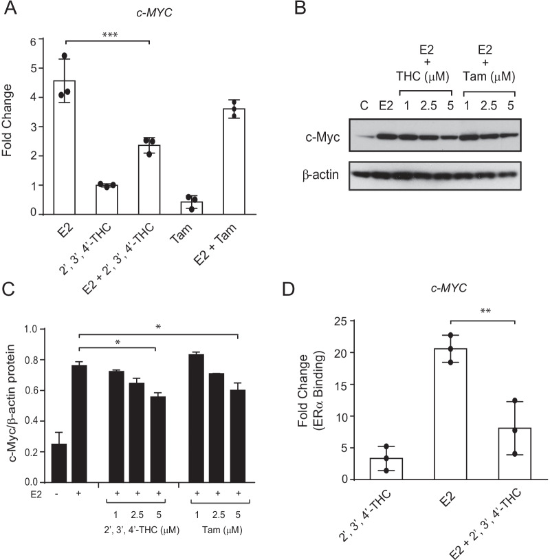 2′,3′,4′-THC inhibits E2 activation of the c-MYC gene. A MCF-7 cells were treated with 10 nM E2, 5 μM 2′,3′,4′-THC, and 5 μM Tam alone or in combination for 2 h and the levels of c-MYC mRNA were measured by qRT-PCR. The error bars are means ± SE. B 2′,3′,4′-THC inhibits E2 stimulation of c-MYC protein levels. The cells were treated with 10 nM E2 alone or in combination with increasing doses of 2′,3′,4′-THC (THC) or Tam for 3 h and c-MYC was determined by western blotting. C Quantification of c-MYC protein levels in cells treated with E2 and 2′,3′,4′-THC or Tam. D 2′,3′,4′-THC inhibits E2-induced ERα recruitment to c-MYC enhancer region. The cells were treated with 10 nM E2 without or with 5 μM 2′,3′,4′-THC for 1 h and ERα binding was determined by ChIP assay. Each bar represents the mean of triplicate samples ± SE. Asterisks over bars show the significance between E2 alone and various treatments determined by one-way ANOVA followed by Tukey's multiple comparisons post hoc test