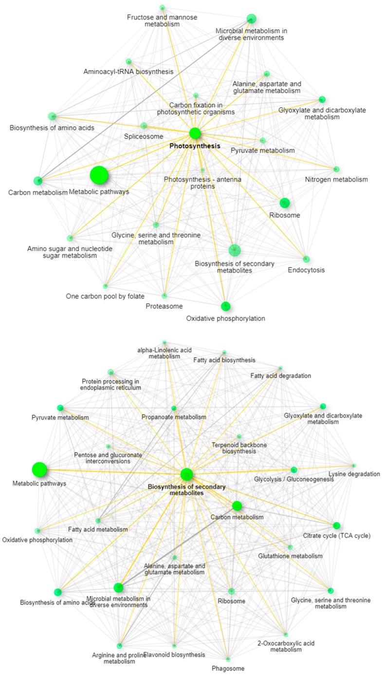 ShinyGO network analysis demonstrating the pathway differences between leaves (top panel) and mature female flowers (bottom panel).