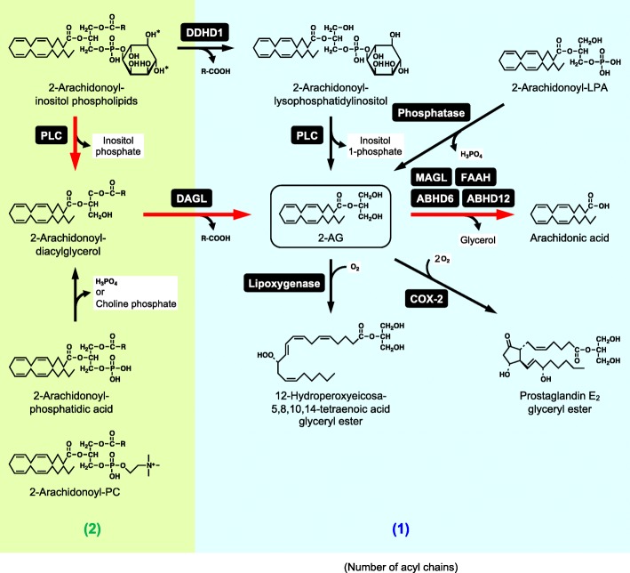 Metabolism of 2-AG. Red thick arrows represent the major pathway. H2O is omitted in the hydrolytic reactions. Two hydroxyl groups indicated by asterisks are phosphorylated in the case of 2-arachidonoyl-phosphatidylinositol 4,5-bisphosphate. Numbers of acyl chains per molecule are indicated in parentheses. COX-2 cyclooxygenase-2, DDHD1 DDHD domain containing 1, PLC phospholipase C