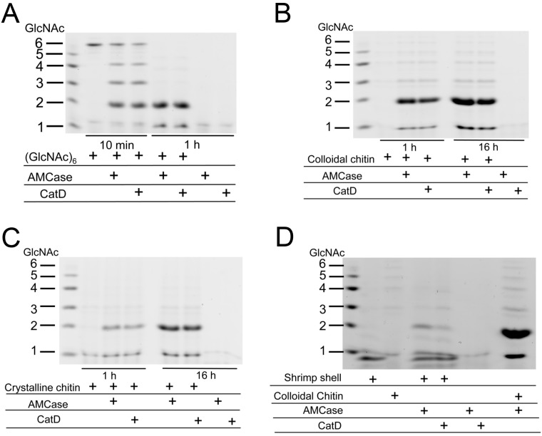 Degradation products of GlcNAc hexamer, colloidal and crystalline chitin and shrimp shell by CatD. GlcNAc hexamer (A); colloidal (B) and crystalline (C) chitin and shrimp shell (D) were used as a substrate to determine the chitinase activity of E. coli-expressed proteins in 0.1 M Gly-HCl (pH 2.0). Reactions were conducted for 10 min, 1 or 16 h at 37 °C. Shrimp shell (D) was digested for 16 h. The chitin fragments generated by the recombinant proteins were analyzed by fluorophore-assisted carbohydrate electrophoresis [9,26]. Chitin oligomers are shown in the left margin as standards. Fluorophore-assisted carbohydrate electrophoresis analysis revealed that Protein A-CatD-V5-His releases primarily N,N'-diacetylchitobiose fragments from chitin.