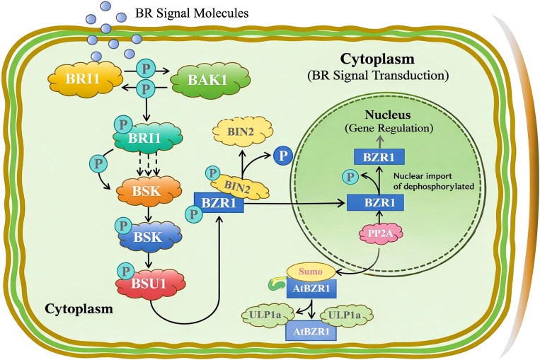 Diagram illustrates brassinosteroid (BR) signal transduction in a plant cell, showing BR signal molecules triggering a phosphorylation cascade from BRI1 and BAK1 through BSK and BSU1 to regulate BIN2 and BZR1, with dephosphorylated BZR1 entering the nucleus to affect gene regulation, also involving PP2A, Sumo modification, and ULP1a interaction.