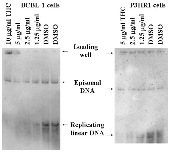 THC Inhibits of KSHV and EBV linear DNA replication. BCBL-1 or P3HR1 cell cultures were grown in standard RPMI/fetal calf serum medium. Cultures were supplemented with either various concentrations of THC dissolved in DMSO (as indicated) or with equivalent volumes of DMSO. After three days, cells were analyzed for latent episomal and lytic linear viral genomes as described [31,32]. Briefly, 106 cells were loaded in wells of a vertical agarose gel then overlaid with a lysis solution containing SDS and pronase, resulting in gentle cell lysis and liberation of cellular and viral DNA. The gel was subjected to electrophoresis. After electrophoresis, Southern blotting was performed and DNA was transferred to nitrocellulose followed by hybridization with radiolabeled overlapping cosmid clone probes of KSHV, representing the entire genome, as described [32] (left panel) or with radiolabeled cloned Bam W fragment of EBV (right panel). Latent episomal DNA migrates much more slowly in these gels than linear replicating DNA [31,32]. Arrows on the autoradiograms indicate the position of both species of DNA.