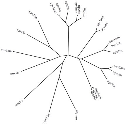 Phylogenetic tree showing Hirudo, Helobdella, mouse, rat, Human TRPVs and C. elegans, D. melanogaster OSMs.Leech TRPVs are slightly less diverged from mammalian TRPVs than those of C. elegans and drosophila and are closest to mammalian TRPV5 and TRPV6. (ce, Caenorhabditis elegans; dm, Drosophila melanogaster; hm, Hirudo medicinalis; hr, Helobdella robusta; hs, Homo sapiens; mm, Mus musculus; rn, Rattus norvegicus).