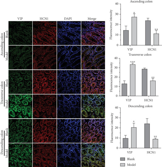 HCN1 and VIP in the blank and model groups were detected by IFA. (a) The expression levels of HCN1 and VIP in the colon of the blank group and model group were detected by IFA. (b) Histogram of fluorescence intensity of HCN1 and VIP. ⁣∗p < 0.05, ⁣∗∗p < 0.01, ⁣∗∗∗p < 0.001 vs. blank.