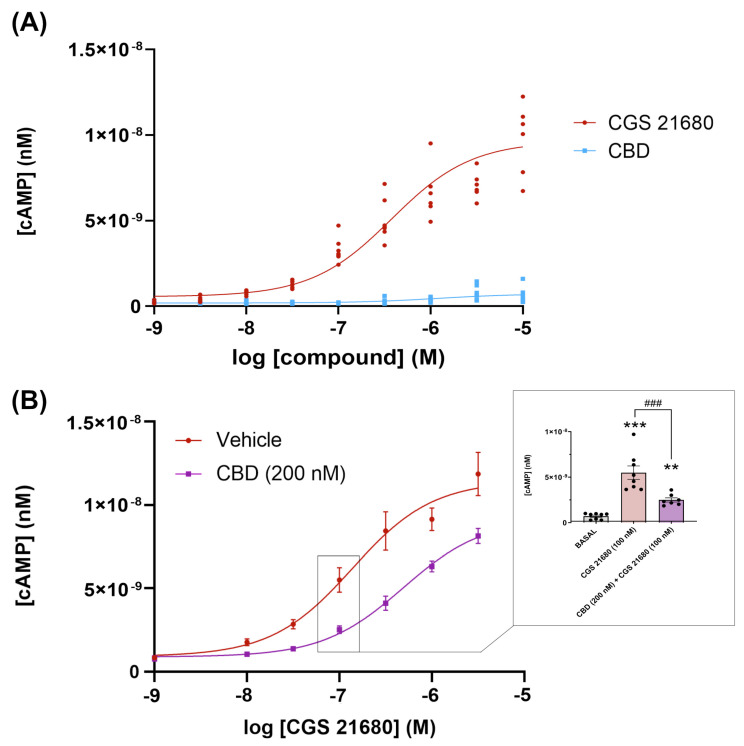 Gs-mediated signaling in CHO cells expressing the A2A receptor. cAMP levels were determined as described in the Methods. (A). Concentration response–curves for CGS 21680 and CBD. Data points are from a representative experiment (each point with six replicates). Inferential statistical analysis was conducted using the Student’s t-test to assess significant differences. *** p < 0.001 versus CBD treatment. (B). Cells were pre-treated (15 min) with 200 nM CBD (purple) or cAMPmedium (red) and subsequently stimulated with different concentrations of CGS 21680. The inset shows the statistical analysis of data obtained for 100 nM CGS 21680 in the absence and presence of 200 nM CBD. For comparison the basal levels of cAMP are also shown (obtained by placing cAMPmedium with neither CGS 21680 nor CGS 21680 plus CBD). The values are the mean ± SEM of 3 different experiments (each point with three replicates). One-way ANOVA and Bonferroni’s multiple comparison post-hoc tests were used for statistical analysis. ** p < 0.05, *** p < 0.001 versus basal condition and ### p < 0.001 versus CGS 21680 treatment.