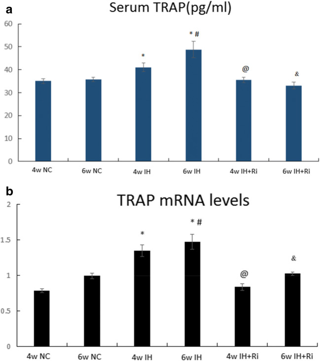 Determination of TRAP in serum (a) and bone tissues (b) of rats in each group by double antibody sandwich method.*IH group compared with NC group, P < 0.001; #6w IH group compared with 4w IH group, P < 0.001; @ 4w IH group compared with 4w IH + Ri group, P < 0.001; & 6w IH group compared with 6w IH + Ri group, P < 0.001