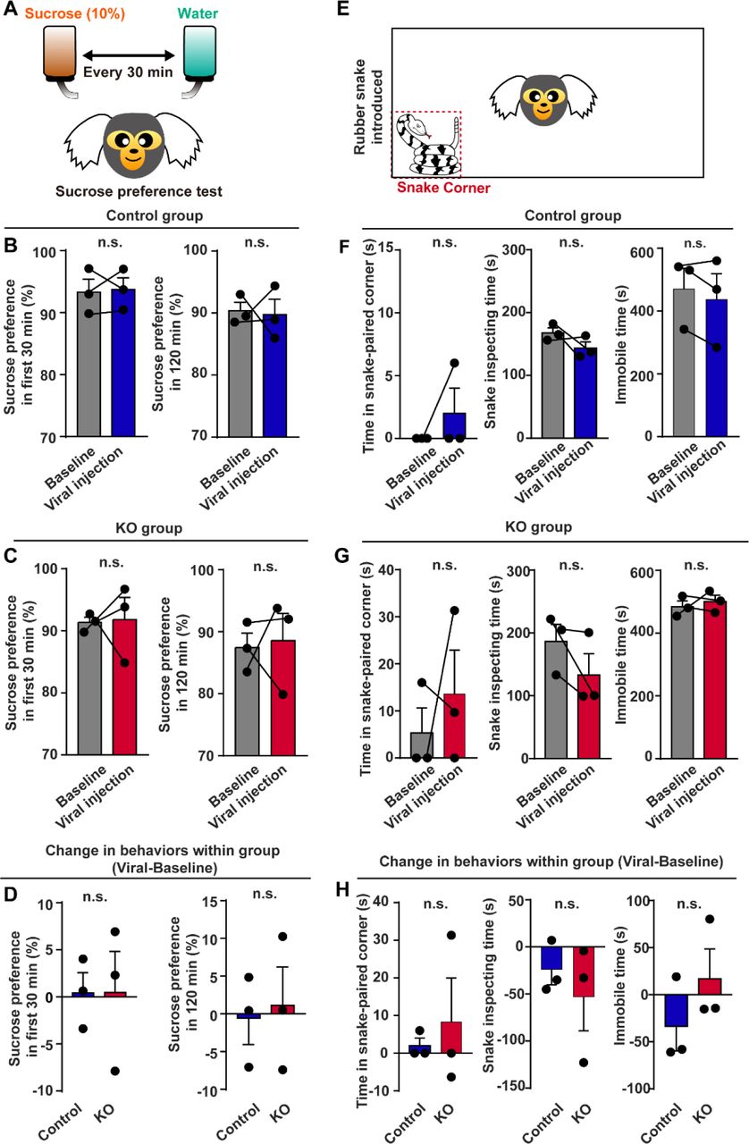 Unaltered hedonic state and fear response in CB1R knockout marmosets.A, Paradigm of sucrose preference test. B, C, Individual sucrose preference in first 30 min (left) and 120 min (right) before and after virus injection in control (B) and KO (C) groups. n = 3, two-tailed paired t-test, t(2) = 0.2001, P = 0.8599 (B, left); t(2) = 0.1724, P = 0.8790 (B, right); t(2) = 0.1042, P = 0.9265 (C, left); t(2) = 0.2166, P = 0.8486 (C, right). D, Comparison of changes in sucrose preference in first 30 min (left) and 120 min (right) between control and KO groups. n = 3, two-tailed unpaired t-test, t(4) = 0.0057, P = 0.9957 (left); t(4) = 0.2760, P = 0.7962 (left). E, Paradigm of snake intruder test. F, G, Individual time spent in snake corner (left), time spent inspecting snake (middle), and immobile time (right) before and after virus injection in control (F) and KO (G) groups. n = 3, two-tailed paired t-test, t(2) = 1.000, P = 0.4226 (F, left); t(2) = 1.527, P = 0.2662 (F, middle); t(2) = 1.273, P = 0.3309 (F, right); t(2) = 0.7155, P = 0.5486 (G, left); t(2) = 1.492, P = 0.2742 (G, middle); t(2) = 0.5324, P = 0.6476 (G, right). H, Comparison of changes in time spent in snake corner (left), time spent inspecting snake (middle) and immobile time (right) between control and KO groups. n = 3, two-tailed unpaired t-test, t(4) = 0.5368, P = 0.6198 (left); t(4) = 0.7391, P = 0.5009 (middle); t(4) = 1.222, P = 0.2889 (left). n.s., not significant; data are mean ± SEM.Figure 5-figure supplement 1 was related. Source data were provided in figure 5-source data 1.