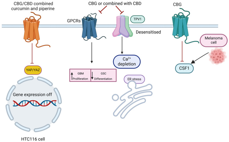 The primary pathways of CBG’s anti-tumor effects. The figure illustrates the principal signaling pathways. The combined use of CBG/CBD, curcumin, and piperine leads to a reduction in YAP expression levels, thereby regulating the Hippo pathway. CBD/CBG also inactivates GPR55 signaling, resulting in decreased GBM proliferation and promoting cell differentiation. In addition, CBD/CBG desensitized TRPV1, inducing a pro-apoptotic response via Ca2+ depletion and triggering ER stress. Moreover, CBG reduced CSF-1 secretion by melanoma cells [81].
