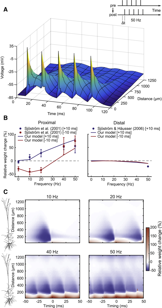 Effects of Synapse Location on Rate- and Timing-Dependent Plasticity(A) Stimulation protocol (Sjöström et al., 2001) (inset) and postsynaptic voltage profile of the neuron model with five somatic spikes (50 Hz) starting at time 10 ms. Voltage profile is shown as a function of time and location along one specific path from the soma into the apical dendrite.(B) Model results as relative weight changes (lines) when fit to experimental data (filled circles, mean ± SEM) at a proximal location (90 μm in the model; left) and at a distal location (669 μm in the model; right) for different intra-burst frequencies. Pre- and postsynaptic bursts were shifted by either +10 ms (blue) or −10 ms (red). Experimental data was recreated from Sjöström et al. (2001) Figure 1D and Figure 7B and from Sjöström and Häusser (2006) Figure 3 (by using the exponential fit of inset data).(C) Spatiotemporal plasticity windows showing relative weight changes (color coded) as a function of burst timing (x axis) and distance from the soma (y axis; see cell morphology on the left). Synaptic weight changes were calculated at 41 different locations and 101 different timings.See also Figure S2.