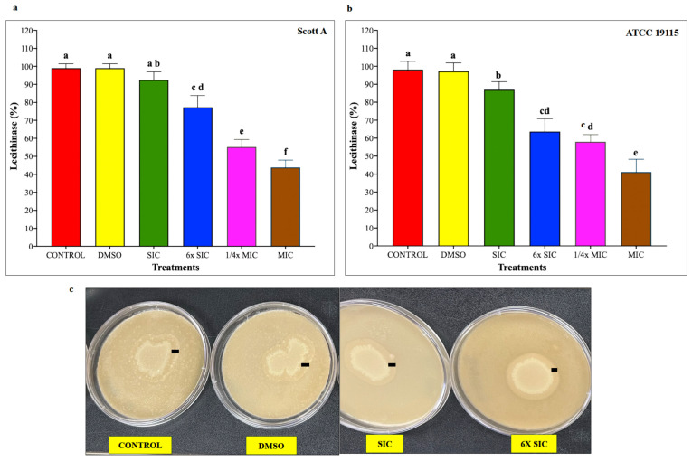 (a) Effect of cannabidiol on the lecithinase activity of L. monocytogenes Scott A. (b) Effect of cannabidiol on the lecithinase activity of L. monocytogenes ATCC 19115. (c) Representative images of lecithin agar plates demonstrating reduced opalescence in cannabidiol-treated samples compared to control and DMSO groups. L. monocytogenes was spot inoculated on to lecithin plates prepared with or without CBD and incubated at 37 °C for 72 h. Lecithinase activity was quantified by measuring the diameter of the opalescent precipitation zone (mm, indicated as small black lines) surrounding bacterial growth. Bars represent the mean lecithinase activity (%) ± SD (n = 6). Different superscript letters indicate significant differences across treatments compared to the control (p < 0.05). Abbreviations: DMSO, dimethyl sulfoxide (solvent control); SIC, sub-inhibitory concentration; MIC, minimum inhibitory concentration.