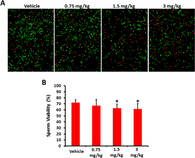 A Representative images of sperm viability in vehicle and AB-FUBINACA treated groups determined by the trypan blue exclusion test; live sperms (green) and dead sperms (red). B The percentage of viable sperm in each group. Data presented as mean ± SEM (n = 5); *P < 0.05 is statistically significant compared to vehicle group