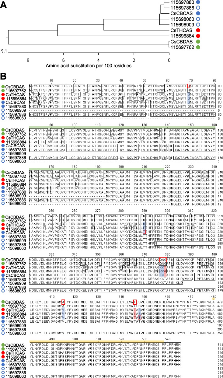Cannabinoid oxidocyclase orthologs of hemp Cheungsam. A Phylogenetic tree of protein sequences of CsCBCAS, CsCBDAS, and CsTHCAS with orthologs. B Multiple sequence alignment of all sequences in (A). Green bar, FAD-binding domain. Yellow bar, BBE-like domain. Blue circle, CBCAS homolog. Green circle, CBDAS homolog. Red circle, THCAS homolog. Closed circles represent full-length sequences with stop codons. Open circles represent partial sequences