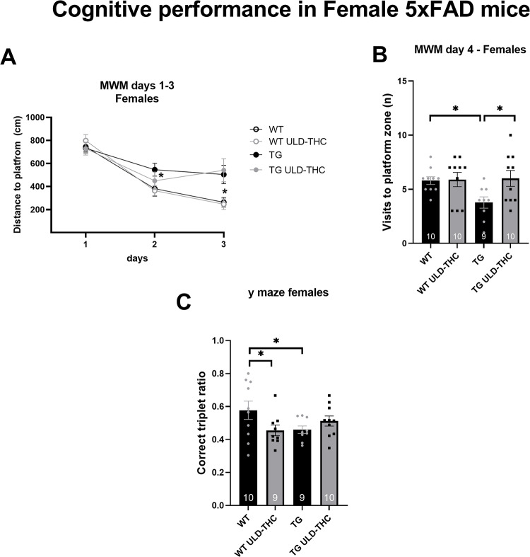Effect of ULD-THC in females. In the MWM repeated anova showed that, TG mice took a longer path to reach the platform compared to WT on days 2& 3. Treated TG mice did not differ from WT on day 2, which may indicate a slight improvemnt in their performance compared to non-treated TG mice. (A). On the ‘probe’ test, TG mice visited the platform zone less both compared to WT and treated-TG mice In the Y-maze test. one way anova showed that AD mice had less correct triplets ratio, indicating worse cognitive performance, compared to WT mice. Treated TG mice were not different compared to WT mice (C). Results are represented as MEAN+/-SEM. * represents *<0.05