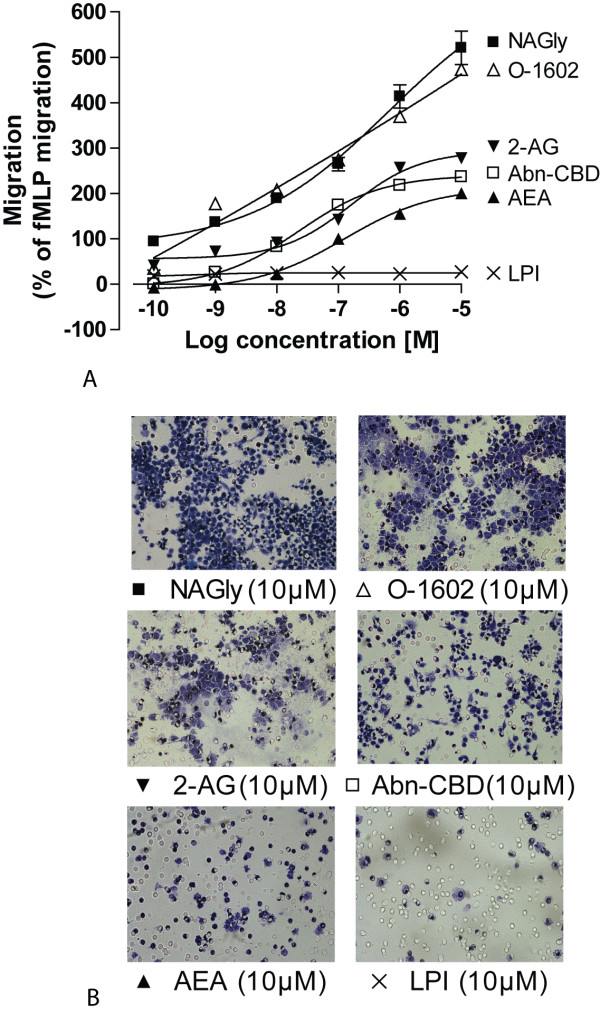 NAGly-induced BV-2 microglial migration is concentration- and structure-dependent. (A) BV-2 microglial migration in response to 0.1 nM - 10 μM concentrations of NAGly; AEA; 2-AG; PEA; PALGly; Abn-CBD; O-1602; LPI; n = 3. (B) Filter photographs of one random field of view at ×40 magnification indicating the migration produced by 10 μM concentrations of NAGly, O-1602, 2-AG, Abn-CBD, AEA and LPI.