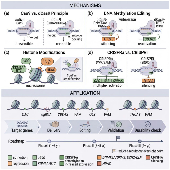 CRISPR/dCas9-based epigenome editing provides a reversible toolkit for engineering cannabinoid biosynthesis in Cannabis sativa. (a) Comparison of active Cas9 and catalytically dead Cas9 (dCas9). Active Cas9 cleaves target DNA to produce irreversible edits, whereas dCas9 (carrying the D10A and H840A substitutions) retains single-guide RNA (sgRNA)-directed, protospacer adjacent motif (PAM)-dependent targeting without cleavage and serves as a docking platform for effector domains, enabling reversible editing. (b) DNA methylation editing. dCas9 fused to DNMT3A or DRM2 writes methylation to silence THCAS, whereas dCas9 fused to TET1 or ROS1 erases methylation to reactivate CBDAS. (c) Histone modification editing. Effector domains tethered to dCas9 modify the nucleosome, with p300 and KDM6A/UTX promoting activation and EZH2/CLF and HDAC promoting repression; the SunTag array (inset) amplifies effector recruitment at a single target site. (d) Transcriptional modulation. dCas9-VPR/SAM mediates multiplex activation of OAC, OLS, and CBDAS, whereas dCas9-SRDX mediates silencing of THCAS. Next, application of the toolkit to cannabinoid biosynthesis genes. The target locus indicates sgRNA- and PAM-defined editing sites at OAC, CBDAS, OLS, and THCAS (top); the proposed experimental workflow proceeds from target gene selection through delivery, editing, validation, and durability assessment (middle); and the strategic roadmap spans Phase I (1 to 3 years), Phase II (3 to 5 years), and Phase III (5 or more years), with the flag denoting the point of potentially reduced regulatory oversight (bottom). Throughout, green and orange denote activating and repressive effectors or outcomes, respectively.