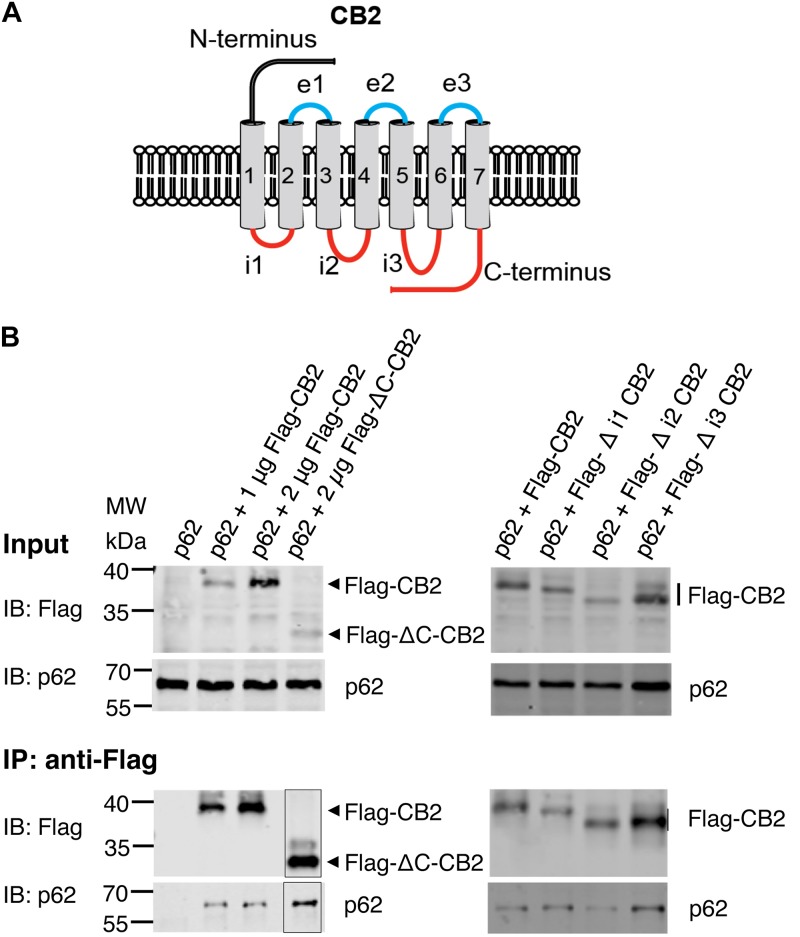 (A) Schematic drawing of CB2 receptor protein with extracellular N-terminus and three extracellular loops (e1, e2, e3), seven transmembrane domains, and three intracellularly localized loops (i1, i2, i3) and the C-terminus. The red marked intracellular regions were deleted in CB2 expression plasmids and used for following Co-IP studies. (B) Representative Western blot results of CB2 precipitations using Flag antibody with lysates of HEK293 cells transiently transfected with p62-WT (1 μg) and Flag-CB2 constructs with the respective deletions (ΔC-CB2, Δ i1-CB2, Δ i2-CB2, Δ i3-CB2). Considering lower expression levels of deletion constructs compared to WT-full length Flag-CB2, the co-precipitated p62 protein levels were similar in all approaches. The IP figure was grouped from cropped parts of the same gels/blots indicated by the border line. This experiment has been performed at least two times independently.