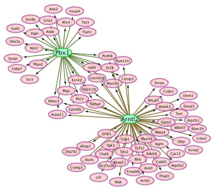 Enriched transcription factors (octagons) including motifs on the regulatory regions of genes (ovals) that presented absolute or relative differential splicing between opioid-induced hyperalgesia and control mice in the trigeminal ganglia.