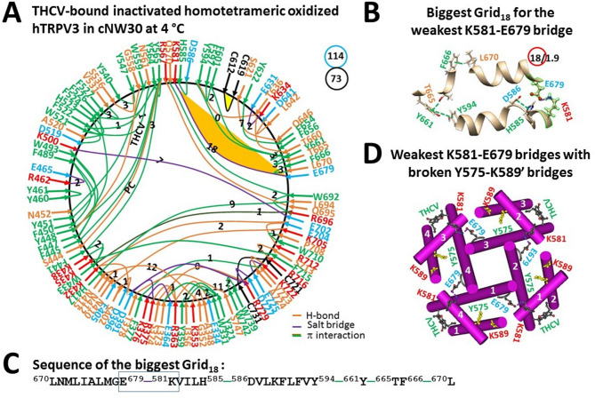 Thermoring structures of inactivated and oxidized hTRPV3 with THCV bound at low temperature. (A) The grid-like noncovalently interacting mesh network along the PC-dependent gating pathway of a single subunit of oxidized and inactivated hTRPV3 in the presence of THCV and cNW30 at 4 °C (PDB: 8V6M). Salt bridges, π interactions, and H-bonds between paired amino acid side chains along the PC-dependent gating pathway from K318 to G754 are denoted in purple, green, and orange, respectively. The specific constrained grid sizes necessary to regulate the least-stable noncovalent interactions in the grids are indicated with black numbers. The identified weakest K581-E679 salt bridge in the biggest Grid18 is emphasized in orange. The total grid sizes and the total grid size-controlled noncovalent interactions along the PC-dependent gating pathway are displayed in cyan and black circles, respectively. (B) The structure of the biggest Grid18 with an 18-residue size to regulate the weakest K581-E679 salt bridge at the S4-S5 linker/S6 interface. (C) The sequence of the biggest Grid18 to control the weakest K581-E679 salt bridge highlighted in the blue box. (D) Allosteric gating coupling between the weakest intrasubunit K581-E679 salt bridge and the broken Y575-K589’ swapping interactions near the lower gate in the inactivated state, along with THCV at the vanilloid sites.