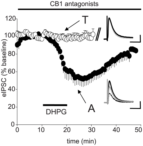 Inhibition of iLTD by CB1R antagonists.AM251 or SR141716A was present throughout all experiments. T-DHPG (T, white circles), Asc-08007-1-1, A, black circles). As T-DHPG caused no significant depression, recordings were stopped after 10 min of washout. Insets show representative traces for each condition. Black trace = baseline, dashed trace = DHPG, gray trace = 25 min washout. Each trace is the average of ten consecutive responses. Peak eIPSC depression expressed as percent of baseline: T-DHPG 98.3±5.3%, n = 7, n.s.; Asc-08007-1-1: 53.6±8.7%, n = 6, p<0.01. Late eIPSC depressions (10-min washout); T-DHPG: 99.8±8.3%, n = 6, n.s.; Asc-08007-1-1: 57.5±7.6%, n = 6, p<0.05. Peak eIPSC was not significant from baseline after a 25 min washout of Asc-08007-1-1: 85.8±2.1%, n = 4, n.s. Cal. bars: y:100 pA, x: 50 ms.