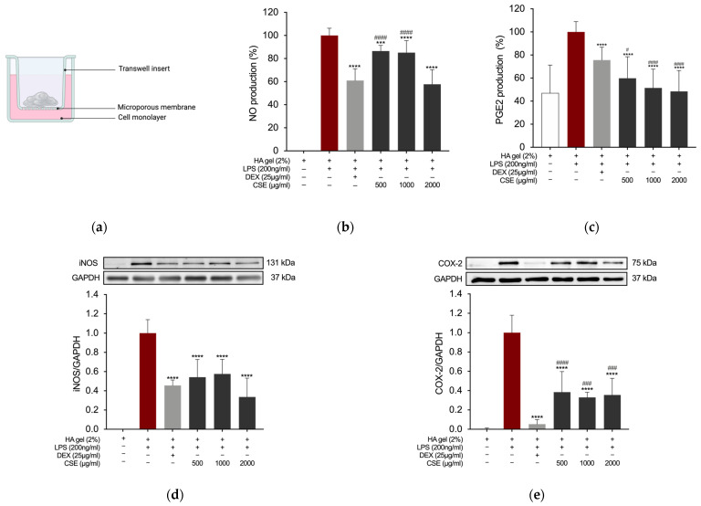 (a) Schematic representation of HA-based formulation vehiculation to the RAW 264.7 cells monolayer. (b) Effects of HA-based gel formulations containing CSE on LPS-induced NO and (c) PGE2 production in RAW264.7 cells. (d) Effects on iNOS and (e) COX-2 expression level. *** p = 0.0003 and **** p < 0.0001 (vs. LPS); # p = 0.0118, ### p ≤ 0.0009, and #### p < 0.0001 (vs. DEX).