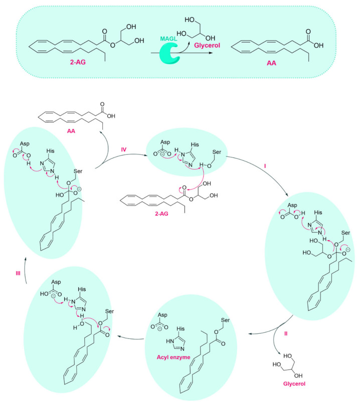 MAGL catalytic mechanism.
