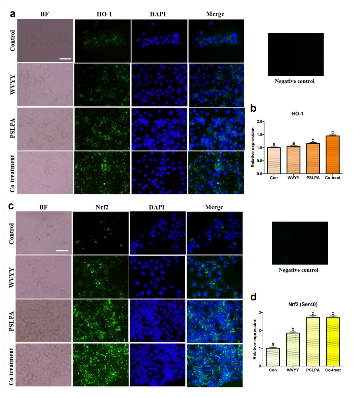 Immunocytochemistry was employed to assess the expression of HO-1 and Nrf2 proteins in keratinocytes. Nrf2, a pivotal factor in the Nrf2 signaling pathway, was examined in representative forms (a and b), while its downstream antioxidant responsive element, HO-1, was evaluated (c and d). The assessments were conducted in response to treatments with optimized concentrations of WVYY, PSLPA, and the combined treatment of both peptides. The intensities of the target proteins were measured, and normalization was performed using the intensity of the negative control, which was assessed in the absence of the primary antibody. This normalization strategy ensured uniform exposure times across all experimental groups. All significant differences were indicated with alphabetical letters (p < 0.05). White bar: 50 μm. Con: Control; W: WVYY; P: PSLPA; Co-treatment: WVYY+PSLPA; BF: Bright Field