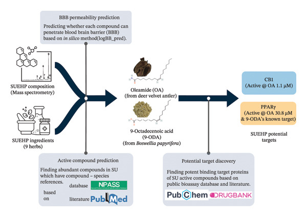 In silico screening procedure for the prediction of SUEHP potential protein targets from SUEHP composition and ingredients data. “Active @ ODA 1.1 μM” denotes that oleamide induces the response of a target at 1.1 μM concentration. Nine herbs used for SUEHP are as follows: Olibanum, Gardeniae Fructus, Myrrha, Persicae Semen, Corydalis Tuber, Salviae Miltiorrhizae Radix, Sappan Lignum, Paeoniae Radix, and deer antler extract. Abbreviations: BBB, blood–brain barrier; CB1, cannabinoid receptor 1; PPARγ, peroxisome proliferator–activated receptor gamma; SUEHP, SU‐Eohyeol pharmacopuncture.