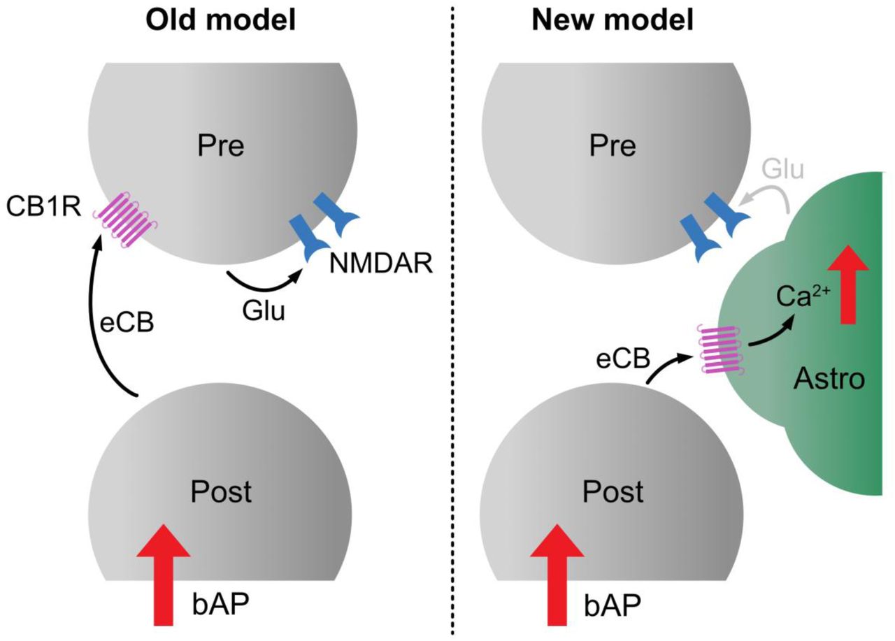 Updated working model of L5 PC → PC tLTDLeft: The original model of tLTD proposed that coincident activation of presynaptic NMDA and CB1 receptors is required to induce tLTD at L5 PC → PC synapses (Sjöström et al., 2003). Right: We now update this framework to include a central role for astrocytes, in which astrocytic CB1 receptors and Ca2+ signaling mediate the induction of tLTD. While in L4 → L2/3 tLTD requires glutamate release from astrocytes (Min and Nevian, 2012), tLTD at other synapses requires different gliotransmitters, such as D-serine (Andrade-Talavera et al., 2016; Andrade-Talavera et al., 2024; Martínez-Gallego et al., 2024). Pre: presynaptic terminal, Post: postsynaptic terminal, Astro: astrocyte, bAP: back propagating action potential, eCB: endocannabinoid, CB1R: cannabinoid receptor type-1, NMDAR: NMDA receptor, Glu: glutamate.
