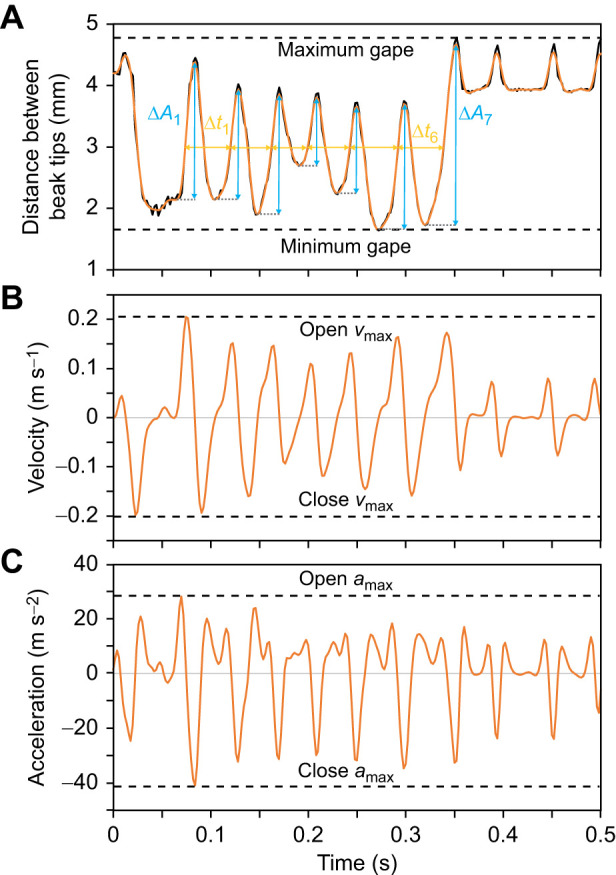 Illustration of kinematic metrics calculations. (A) Distance between beak tips of selected fragment after filtering with calculation of maximum gape, minimum gape, average frequency () and average amplitude (). (B) Velocity of the beak tips (calculated as first derivative of the distance) with calculation of maximum opening (open vmax) and closing velocity (close vmax). (C) Acceleration of the beak tips (calculated as second derivative of the distance) with calculation of maximum opening (open amax) and closing acceleration (close amax). Figure modified after Andries et al. (2023a).