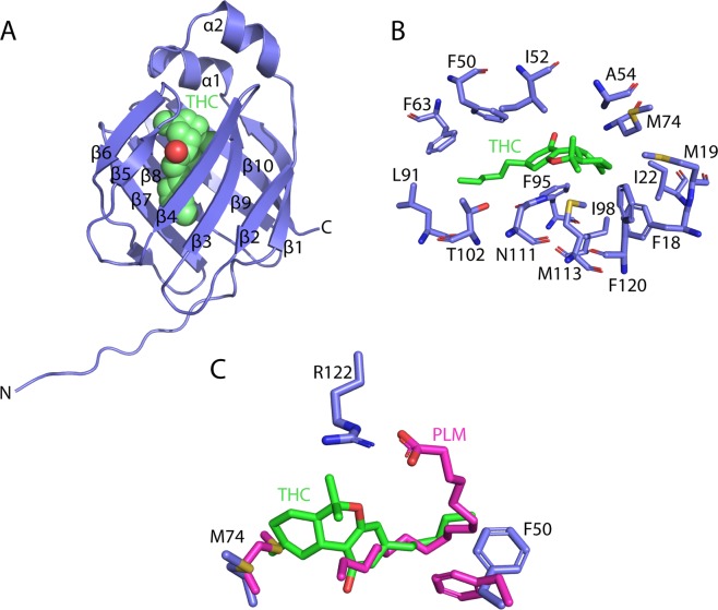 Structure of THC bound to FABP1. (A) Structure of FABP1 containing a single molecule of THC within the binding cavity (PDB: 6MP4). (B) Structure of the THC binding site showing side chains for residues positioned within 4.5 Å. Density surrounding THC is shown from a simulated annealing 2mFo − DFc OMIT map contoured at 0.8 σ. (C) Structural overlay of THC and palmitic acid (PDB: 3STM) bound to FABP1 showing the distinct binding sites of the molecules with altered positions of Met74 and Phe50.