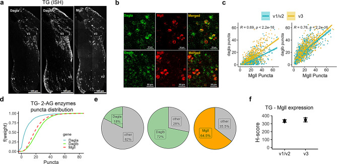 Spatial distribution of 2-AG metabolizing enzyme transcripts in neurons of the trigeminal ganglion (TG). (a) Representative ISH images illustrating the distribution of Dagla, Daglb and Mgll in the three branches of a TG section. (b) Images showing co-labelling of the 2-AG synthesizing enzyme (Dagla or Daglb) and 2-AG hydrolyzing enzyme (Mgll) in TG neurons. (c) Correlation graphs representing 2-AG metabolizing enzyme puncta counts show the relationship between Dagla and Mgll as well as Daglb and Mgll in three branches (ophthalmic [V1]/maxillary [V2] (blue), and mandibular [V3] (yellow). (d) Empirical cumulative distribution function (ECDF) of 2-AG synthesizing and hydrolyzing enzyme puncta in TG cells where Daglb>Mgll>Dagla. (e) Pie charts representing the proportion of TG neurons expressing 2-AG synthesizing (Dagla or Daglb) or hydrolyzing (Mgll) enzyme transcripts. The proportion of Dagla, Daglb and Mgll transcript-containing neurons was quantified from a total of n = 2022 TG neurons. (f) Comparison of H-score of 2-AG hydrolyzing (Mgll) enzyme between the primary branches (V1/V2 vs V3) of TG (n = 3 mice/region). H-score is the weighted histological score, and data are presented as mean ± SEM