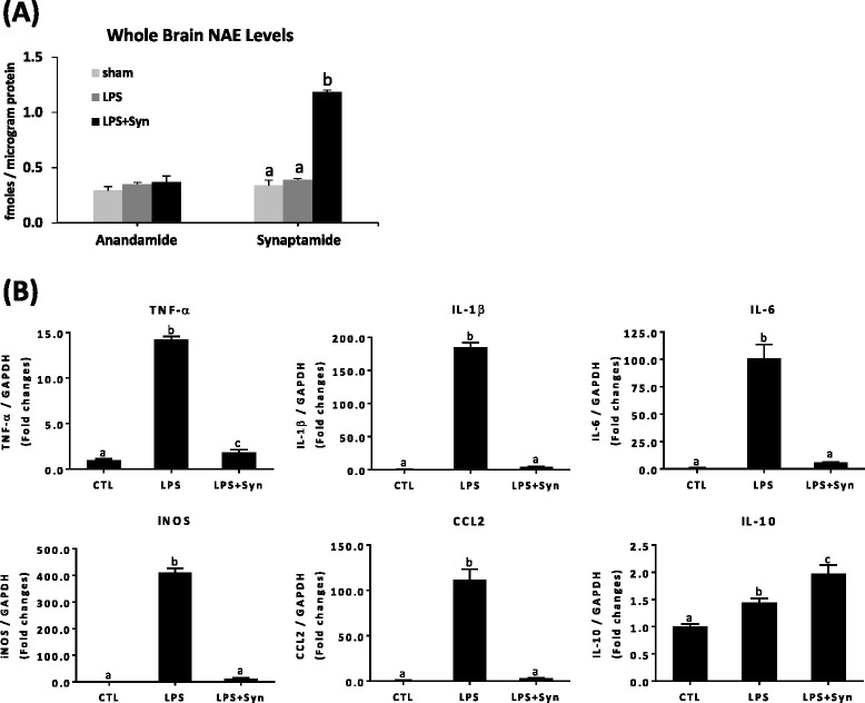 Suppression of proinflammatory responses by synaptamide in FAAH KO mice. Synaptamide levels in the FAAH KO mouse brains were quantified by mass spectrometry at 1 h after injection (i.p.) of 2 mg/kg synaptamide (a). The cytokine/chemokine expression in the brain was determined by qPCR at 2 h after injection of 1 mg/kg LPS followed by 2 mg/kg synaptamide (b). Values are presented as mean ± SEM from four mice. Means with the same letter are not significantly different