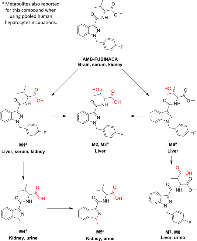Proposed metabolic pathway for AMB-FUBINACA.Red moieties in compound structures indicate biotransformations. Tissue names indicate the prevalence of the metabolite.