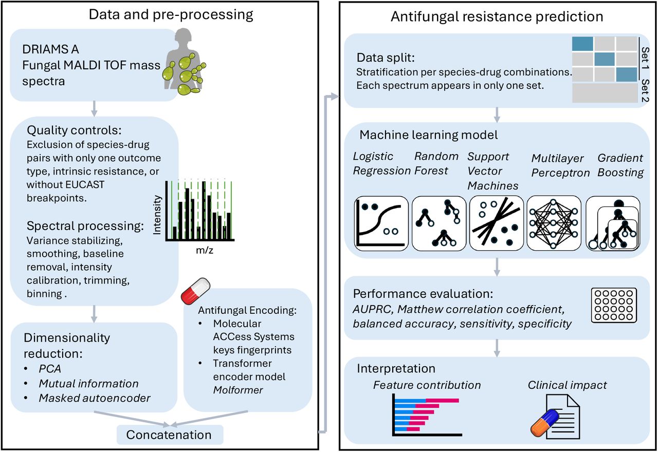 Early antifungal resistance prediction pipeline. Fungal mass spectra were selected from DRIAMS-A, a dataset derived from patient samples at University Hospital Basel. In this dataset, pathogens were cultured, their MALDI-TOF mass spectra and resistance profiles were determined, and corresponding entries were matched. Species-drug pairs associated with only one outcome (resistant or susceptible), and species with intrinsic resistance to certain antifungals were excluded. Observations involving caspofungin and Candida spp. were excluded too, as EUCAST guidelines recommend inferring its susceptibility from anidulafungin and micafungin. Mass spectra were pre-processed and binned following Weis et al. [32]. Three dimensionality reduction techniques for spectra and two antifungal encodings were compared. The dataset was split into Set 1 (70%) and Set 2 (30%). Nested cross-validation was performed on Set 1 to determine the optimal preprocessing methods, machine learning models, and hyperparameters. Five machine learning approaches were evaluated. After identifying the best combination, the optimal model was applied to Set 2. Model performance was assessed by comparing predictions to susceptibility test outcomes. Feature contribution analysis identified spectral peaks associated with resistance. Predictions were further compared to species-based hospital guidelines to assess the clinical impact of the tool.