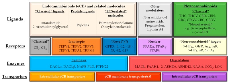 Schematic overview of the (endo)cannabinoid system (ECS) and its putative connections to other signaling systems. Depending on how we choose to limit the definition, the number of the putative ligands as well as that of the possible targets increases dramatically; therefore, on the figure, we only summarize the most important ones. Each ligand possesses a unique molecular fingerprint, i.e., the ability to concentration-dependently activate/antagonize/inhibit a selected group of possible targets. Obviously, all these actions are highly context-dependent (e.g., they are influenced by the relative expression of the potential targets in the given tissue, the concentration of the substance), resulting in characteristic, and in some cases even opposing biological responses. Although the classical, lipophilic eCBs definitely require inter- and intracellular carriers, relatively little is known about these transporter systems. Intracellular eCB transporters may include fatty acid binding proteins (FABPs) and heat shock protein 70 (HSP70), whereas FABP4, albumins, HSP70 and extracellular vesicles [61,62] are likely to be involved in their intercellular transport [63]. With respect to FAAH1 and -2 it is important to note that only scarce evidence is available about the expression and functionality of the latter. Intriguingly, FAAH2 is not expressed in mice and rats, but shares substrate spectrum of FAAH1 (however, it has inferior affinity towards AEA and N-acyl taurines). Conventional FAAH-inhibitors can inhibit its activity [48], and its missense polymorphism (A458S) may lead to psychiatric disorders (anxiety, mild learning disability) [64]. Later in the text, except when stated otherwise, by mentioning “FAAH”, we refer to “FAAH1”. 5-HT: 5-hydroxytryptamine (serotonin) receptor; A2A and A3: adenosine 2A and 3 receptors; ABDH6 and -12: α/β-hydrolase domain containing 6 and 12; CBC: (−)-cannabichromene; CBD: (−)-cannabidiol; CBDV: (−)-cannabidivarin; CBG: (−)-cannabigerol; CBGV: (−)-cannabigerovarin; CBN: (−)-cannabinol; (−)-cis-PET: (−)-cis-perrottetinene; COX2: cyclooxygenase-2; DAGL: diacylglycerol lipase; eCB: endocannabinoid; FAAH: fatty acid amide hydrolase; GPR: G protein-coupled receptor; LOX: lipoxygenase; MAGL: monoacylglycerol lipase; NAAA: N-acylethanolamine hydrolyzing acid amidase; NAPE-PLD: N-acylphosphatidylethanolamine-specific phospholipase D; PPAR: peroxisome proliferator-activated receptor; PTPN22: protein tyrosine phosphatase non-receptor type 22; THC: (−)-trans-Δ9-tetrahydrocannabinol; THCV: (−)-Δ9-tetrahydrocannabivarin; TRP: transient receptor potential.