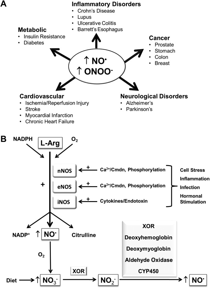 NO• production and its involvement in disease pathogenesis. (A) Schematic diagram illustrating the involvement of increased production of NO• and associated RNS (e.g. ONOO–) in the development of various pathologies. (B) NO• biosynthesis is predominantly catalyzed by three isoforms of NOS that exhibit distinct activation mechanisms and tissue distributions: namely nNOS, iNOS, and eNOS. All three NOS isoforms use L-arginine as a substrate, which is converted into NO• and citrulline, and oxygen and NADPH as co-factors. The enzymes nNOS and eNOS are constitutively expressed in mammalian cells and synthesize NO• in response to elevated intracellular calcium by increasing calmodulin (Cmdn) binding to NOS, although they may also be activated or inhibited through their phosphorylation by upstream protein kinases. In contrast, iNOS protein is either very low or undetectable in most cell types; however, stimulation with, for example, cytokines or endotoxins, can lead to increased iNOS gene transcription, resulting in enhanced production of NO• in certain cell types (e.g. immune cells). Alternatively, NO• can also be generated by the enzyme-mediated reduction of NO3– and NO2–, anions derived from the oxidation of NO• or through dietary sources, as indicated. CYP450, cytochrome P450. The plus sign (+) denotes a stimulatory effect.