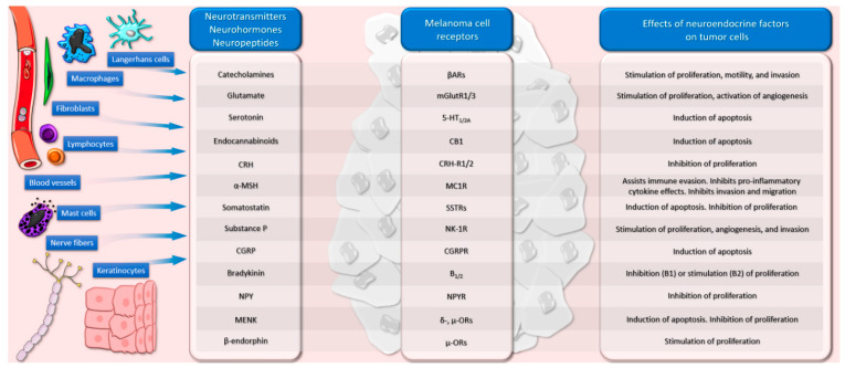 Neuroendocrine factors produced in different compartments of the skin and their most relevant effects on melanoma cells via specific receptors.