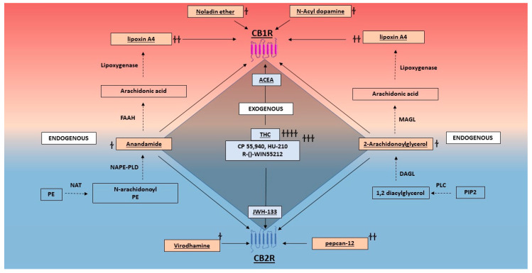 Overview of endogenous and exogenous cannabinoids that activate/modulate CB1R and CB2R. An overview of CB1R activators and modulators are shown in this figure. This includes endogenous (ɫ,ɫɫ), and exogenous (ɫɫɫ,ɫɫɫɫ) ligands. Examples of endogenous ligands listed here are the endocannabinoids (2-AG, anandamide, N-acyl dopamine, noladin ether and virodhamine (ɫ)); endogenous positive allosteric modulators (lipoxin A4 and pepcan-12 (ɫɫ)); synthetic exogenous cannabinoids for CB1R (ACEA (ɫɫɫ)), CB2R (JWH133 (ɫɫɫ)) and both (CP 55,940, HU-210 and R-()-WIN55212 (ɫɫɫ)); and phytocannabinoids (Δ9-tetrahydrocannabinol (ɫɫɫɫ)). (PE: phosphatidylethanolamine; NAT: N-acetyltransferase; NAPE-PLD: N-acyl phosphatidylethanolamine phospholipase D; FAAH: fatty acid amide hydrolase; PIP2: phosphatidylinositol 4,5-bisphosphate; PLC: phospholipase C; DAGL: diacylglycerol lipase; MAGL: monoacylglycerol lipase; ACEA: arachidonyl-2′-chloroethylamide; THC: Δ9- tetrahydrocannabinol).